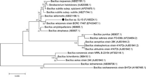 The Phylogenetic Tree Of The Bacillus Sp Sj 10 Based On 16s Rrna