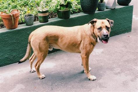 Rattlesnake Bite Dog