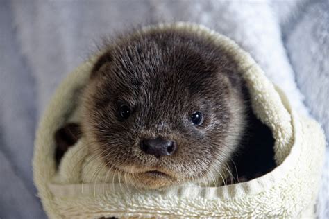 Baby Rescue Otter Can't Stop Playing with Toys Even When She's Falling ...