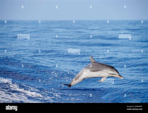 Pantropical Spotted Dolphins Stenella Attenuata Leaps Out Of The Open