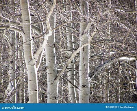 Winter Aspen Trees Royalty Free Stock Image - Image: 7457396