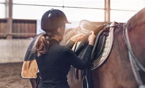 Magasin Quitation Argentan Quipement Cheval Sellerie