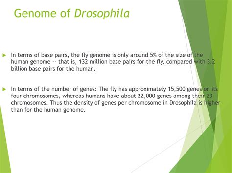 Model Organisms Ppt