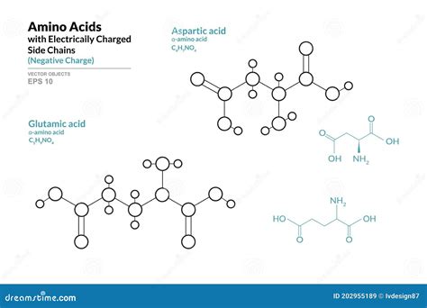 Amino Acids With Electrically Charged Side Chains Aspartic And