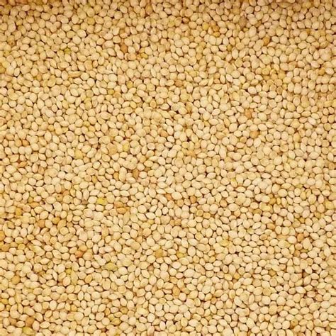 White Millet Seed Budgies 20kg FREE DELIVERY