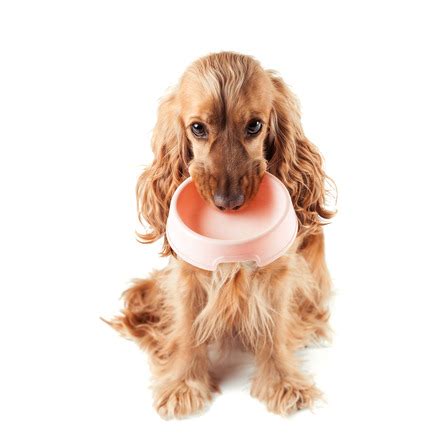 Dog Nutrition: What You Need to Know - Ruffin'It Dog Care | Doggy ...