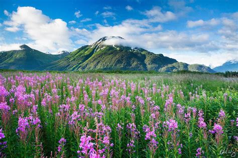 Alaskan Summer | Chugach National Forest, Alaska | Richard Wong Photography