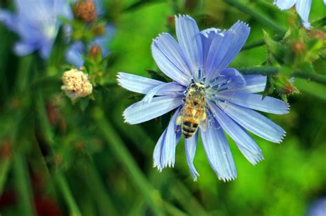 Free Images Nature Blossom Meadow Petal Bloom Food Herb