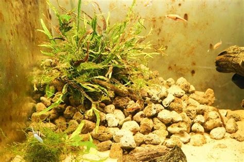 Aquarium Plant Problems: Signs & Diagnosis | Hepper