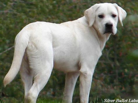 White Labrador Retriever puppies | Labrador retriever puppies, White labrador, Labrador retriever