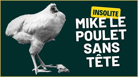 Insolite Mike Le Poulet Sans T Te Youtube