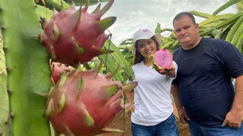 C Mo Se Cosecha La Pitahaya En Costa Rica Youtube