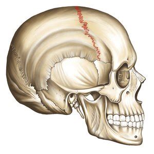 Соединения костей черепа. Швы черепа – Easy Anatomy 3D