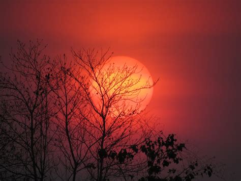 Silhouette of Tree at Sunset · Free Stock Photo