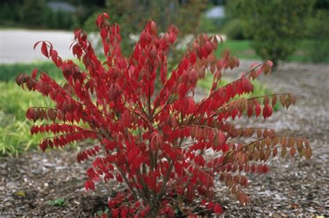 Euonymus Alatus Chicago Fire Burning Bush The Flower Spot