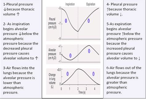 8 Pressures And Volumes Changes During The Respiratory Cycle Seeley