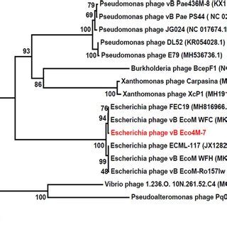 Phylogenetic Tree Based On The Amino Acid Sequence Of The Terminase