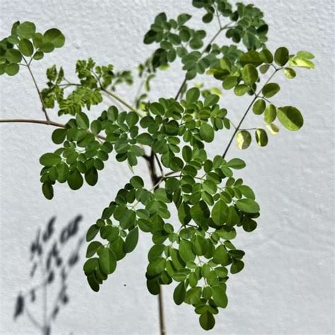 Miracle Tree Moringa Moringa Oleifera Live Plant 1 2 Tall