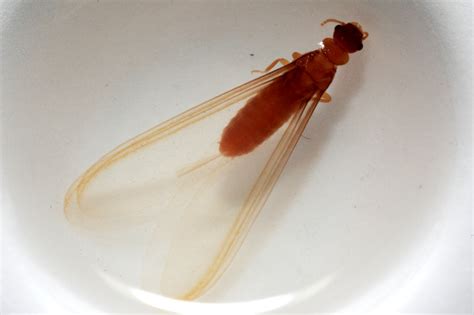 Native Subterranean Termites Are Swarming In 2018 Louisiana Termites