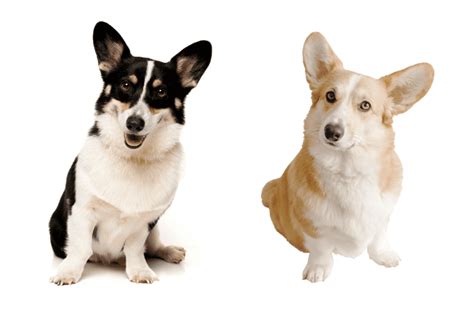 Cardigan vs Pembroke Corgi - Corgi Central