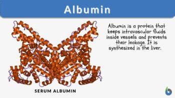 Albumin Definition and Examples - Biology Online Dictionary