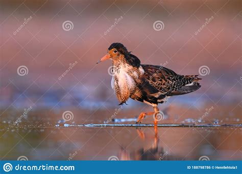 A Male Ruff With Breeding Plumage Royalty Free Stock Photography