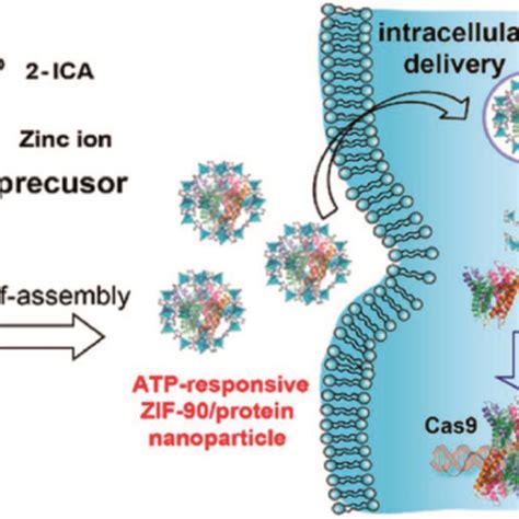 Schematic Illustration Of The Self Assembly Of ZIF 90 Protein