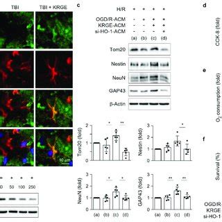 Korean Red Ginseng Extract Krge Induces Mitochondrial Membrane