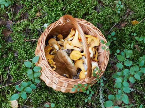 Common Mushrooms In Colorado Eilene Rowell