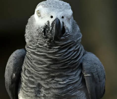 How Do African Grey Parrots Communicate With Each Other Atractivopets