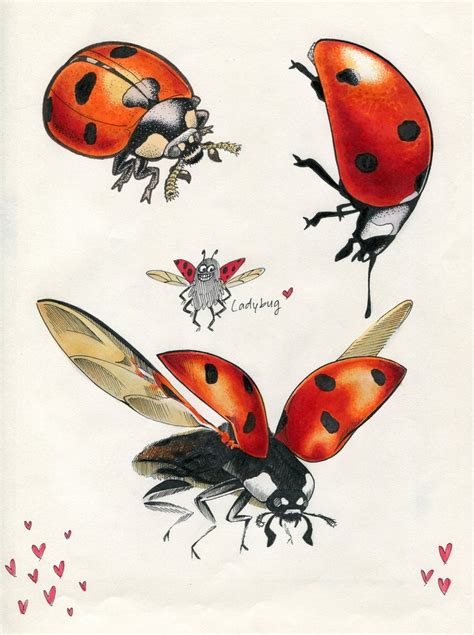 Ladybug Drawing