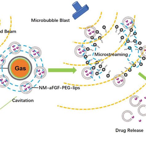 Schematic Of Nm Afgf Peg Lips Combined With Utmd Mediated Nm Afgf For