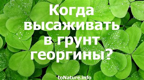 Когда высаживать в грунт однолетние георгины? - YouTube