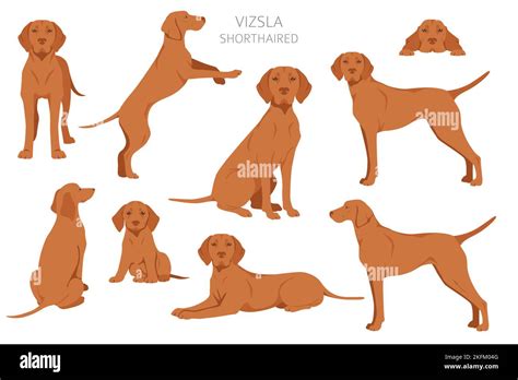 Vizsla Shorthaired Clipart Different Poses Coat Colors Set Vector