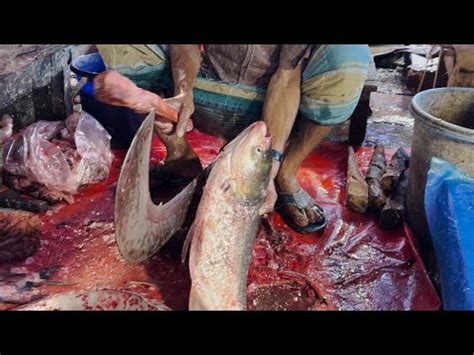 Amazing Big Silver Cup Fish Cutting Skill In Bangladesh Big Silver Cup