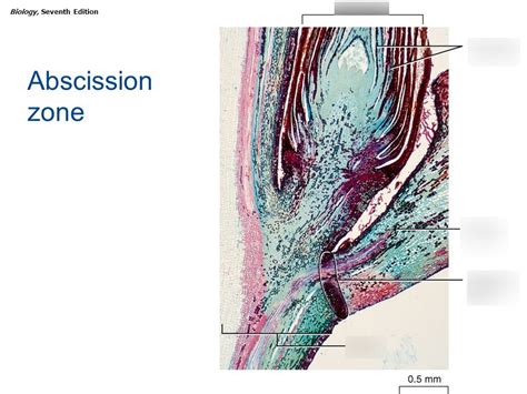 Leaf Abscission Zone Diagram Diagram | Quizlet