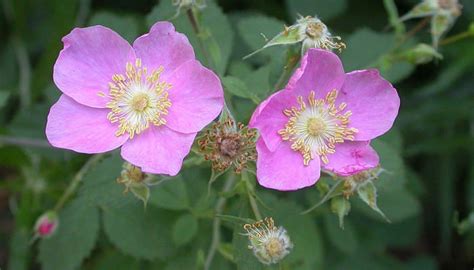 En Video C Mo Cultivar La Rosa En Tu Jard N Los Mejores Consejos