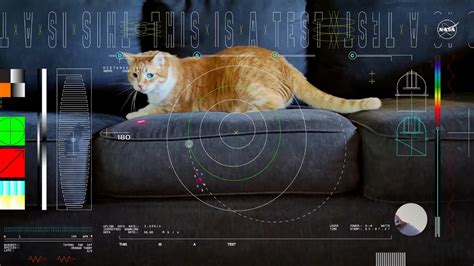 Taters The Cat Stars In First Ultra Hd Video Sent From Deep Space