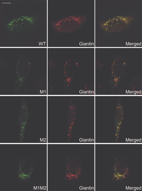 Cellular Localization Of Wild Type And Mutant B Gnt Wild Type And