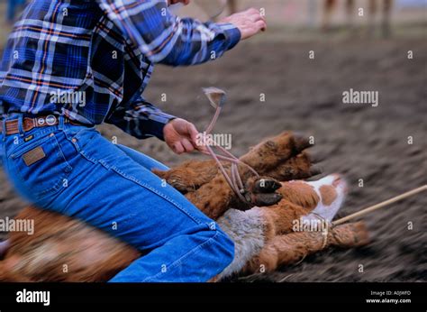 Tie down roping Stock Photo - Alamy