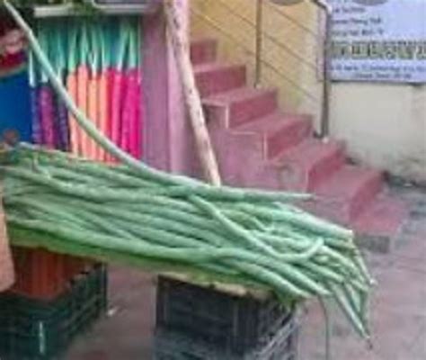 Long Snake Gourd Seeds Long Snake Bean Seeds Etsy