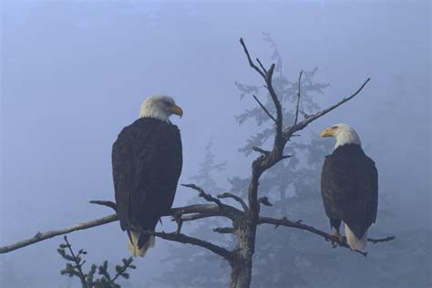 Bald Eagles Perched In The Top Of An Old Spruce Tree On A Misty Morning