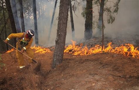 La Jornada Incendio en Tamaulipas consume 3 mil hectáreas de pino y