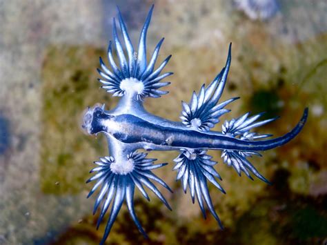 Glaucus Atlanticus Sting