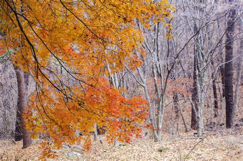 Autumn Forest - Free photo on Pixabay - Pixabay