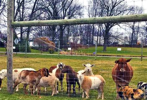 Safari Farm Petting Zoo Poconogo