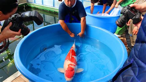 Jumbo Koi Fish Harvest Marudo Koi Farm Youtube