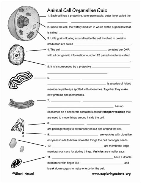 Cell Vocabulary Worksheet