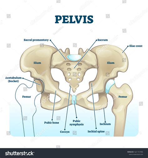 Pelvis Anatomical Skeleton Structure Labeled Vector Stock Vector (Royalty Free) 1621757986 ...