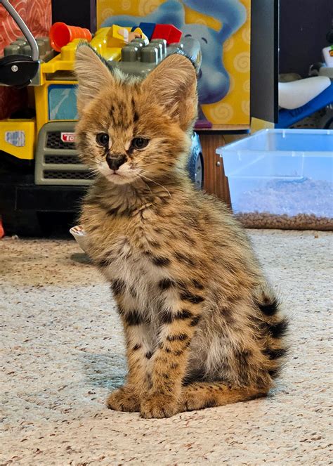 Baby African Serval Cat